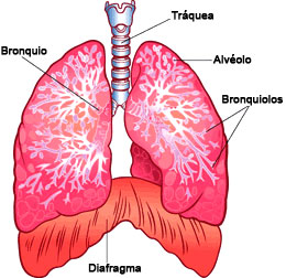 Your Lungs Spanish