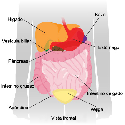 Ultrasonido abdomen