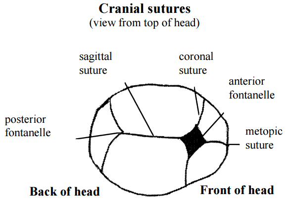 sagittal suture